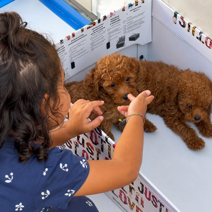Cuccioli di Barboncino con una bambina