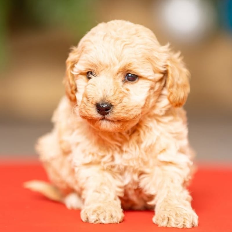 Cucciolo di Barboncino