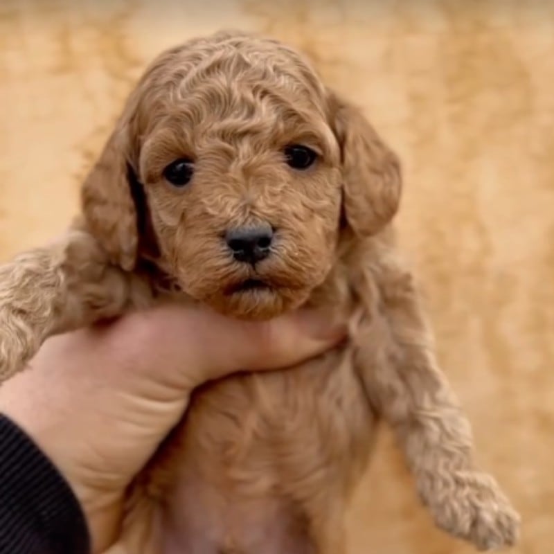 Cucciolo di Barboncino