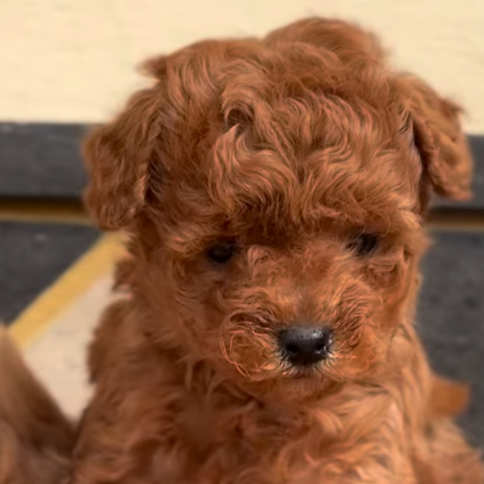 Cucciolo di Barboncino