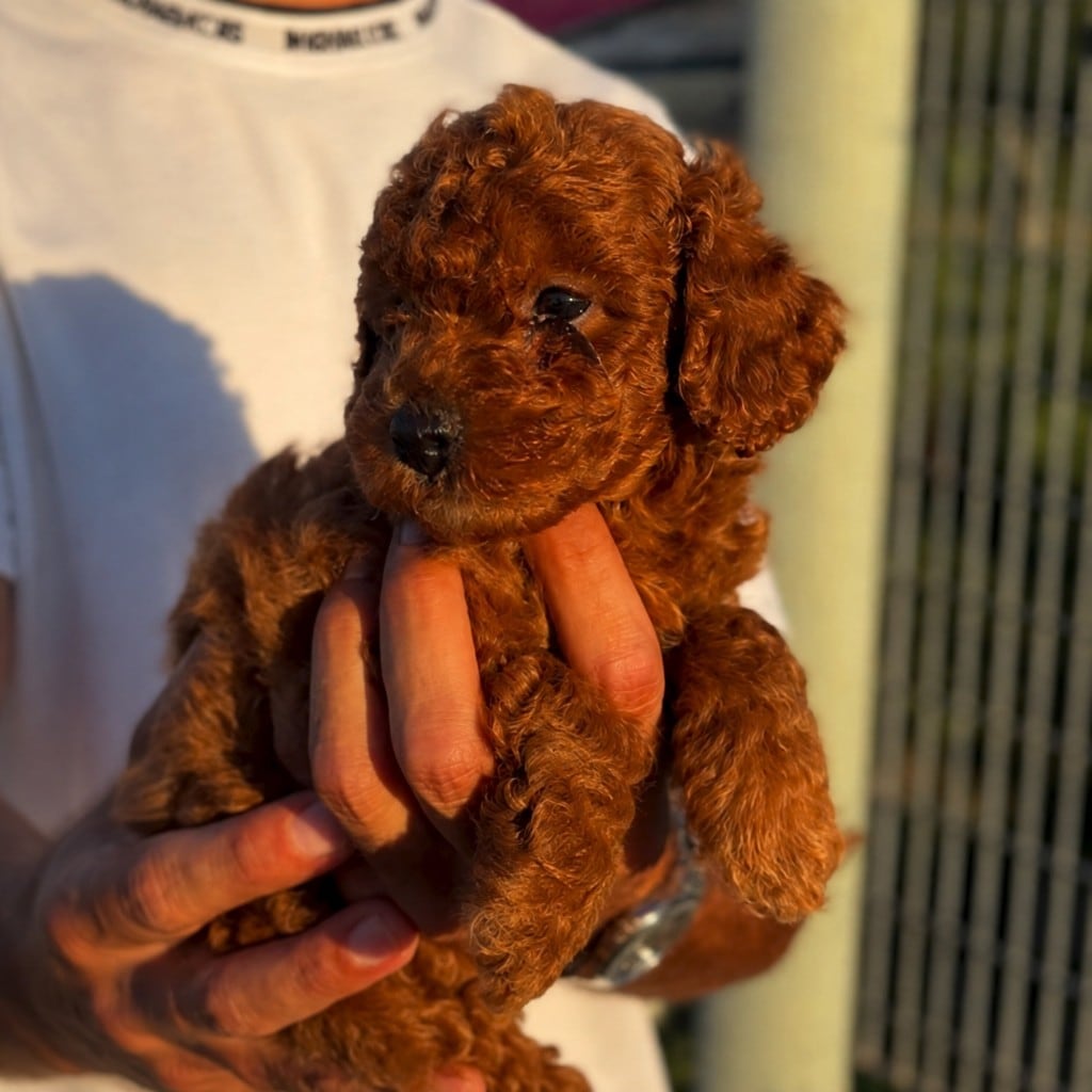 Cucciolo di Barboncino in braccio