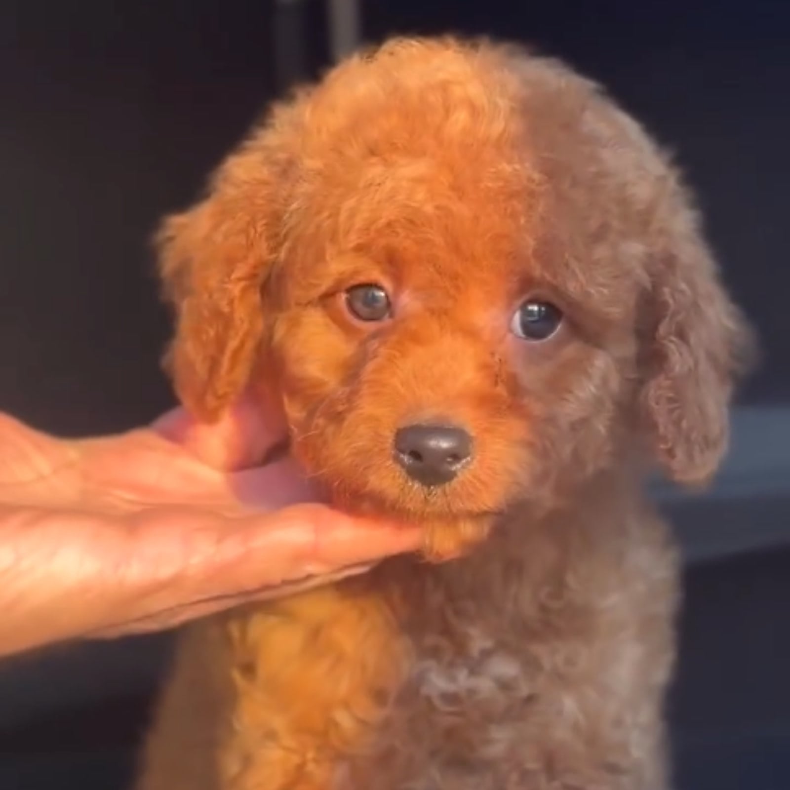 Cucciolo di Barboncino in mano