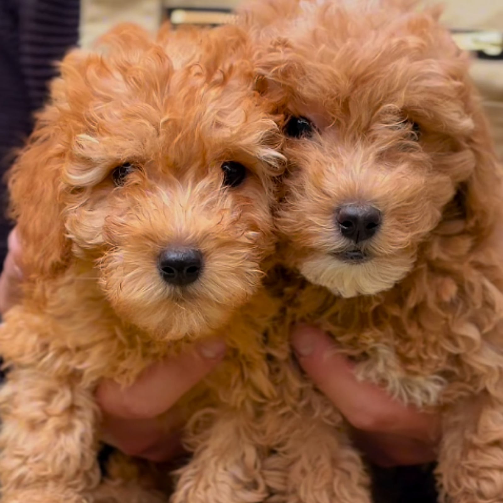 Due cuccioli di Barboncino