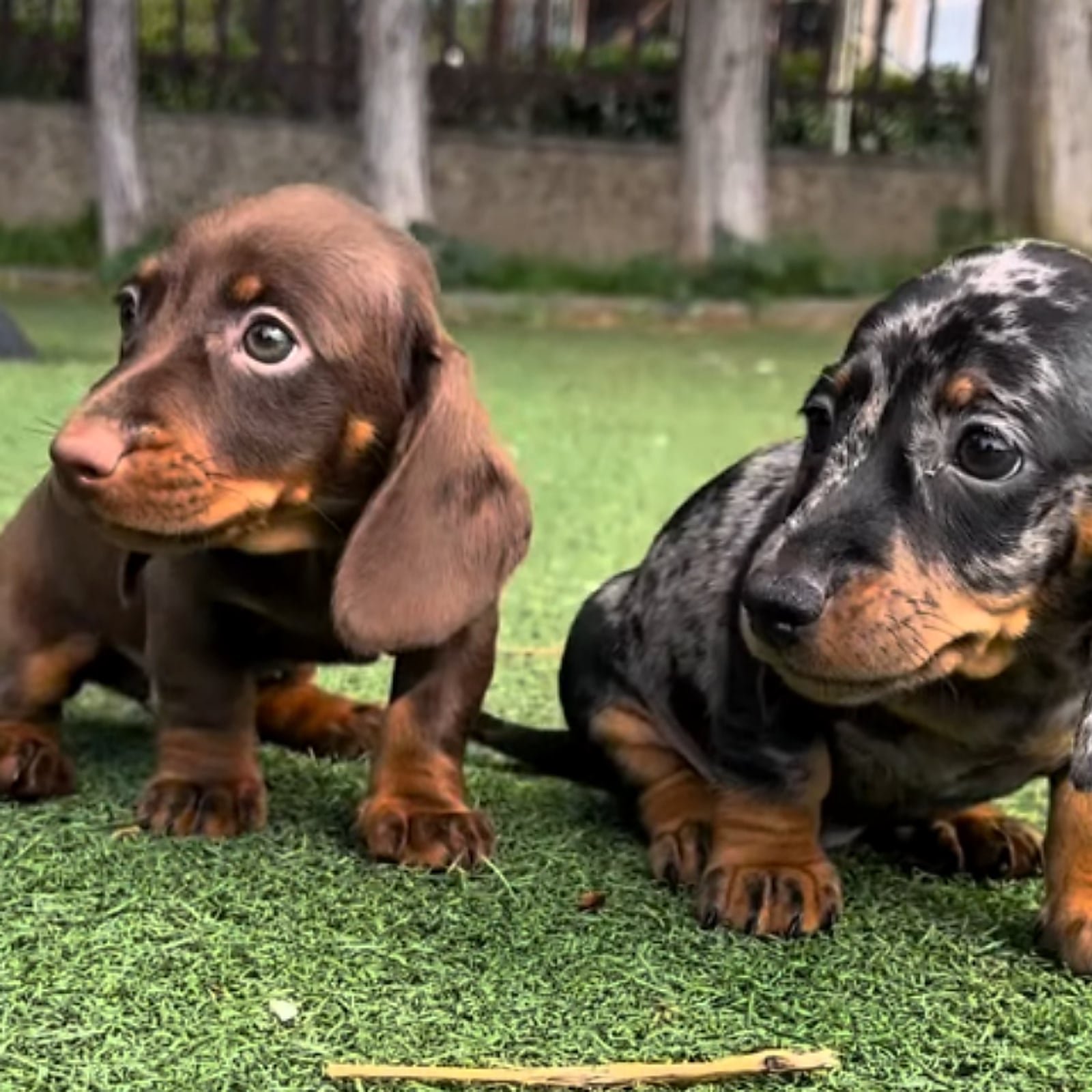 Due cuccioli di Bassotto sull'erba