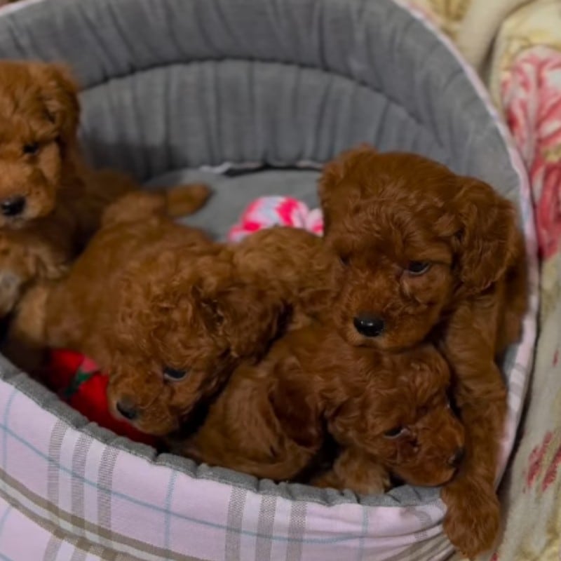 Cuccioli Barboncino insieme