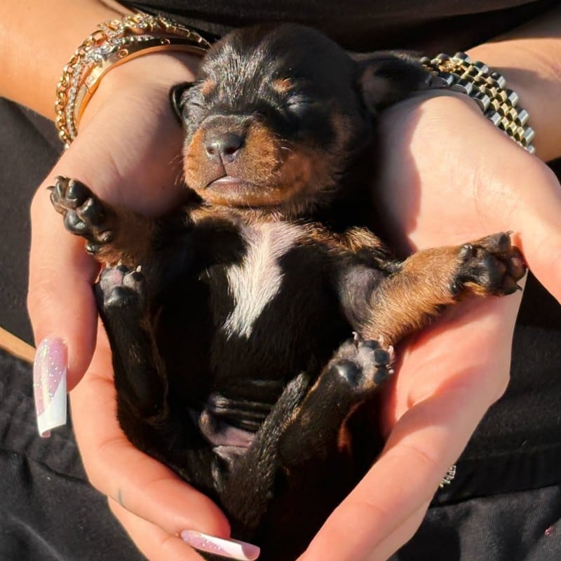 Cucciolo neonato in mano