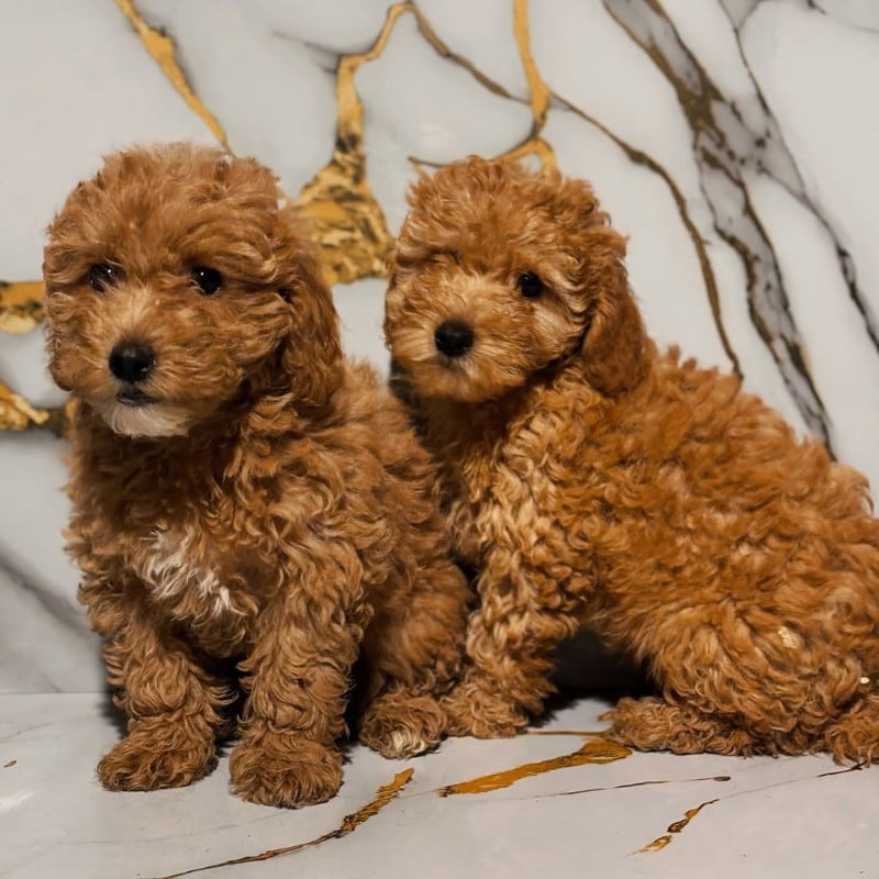 Due cuccioli Barboncino