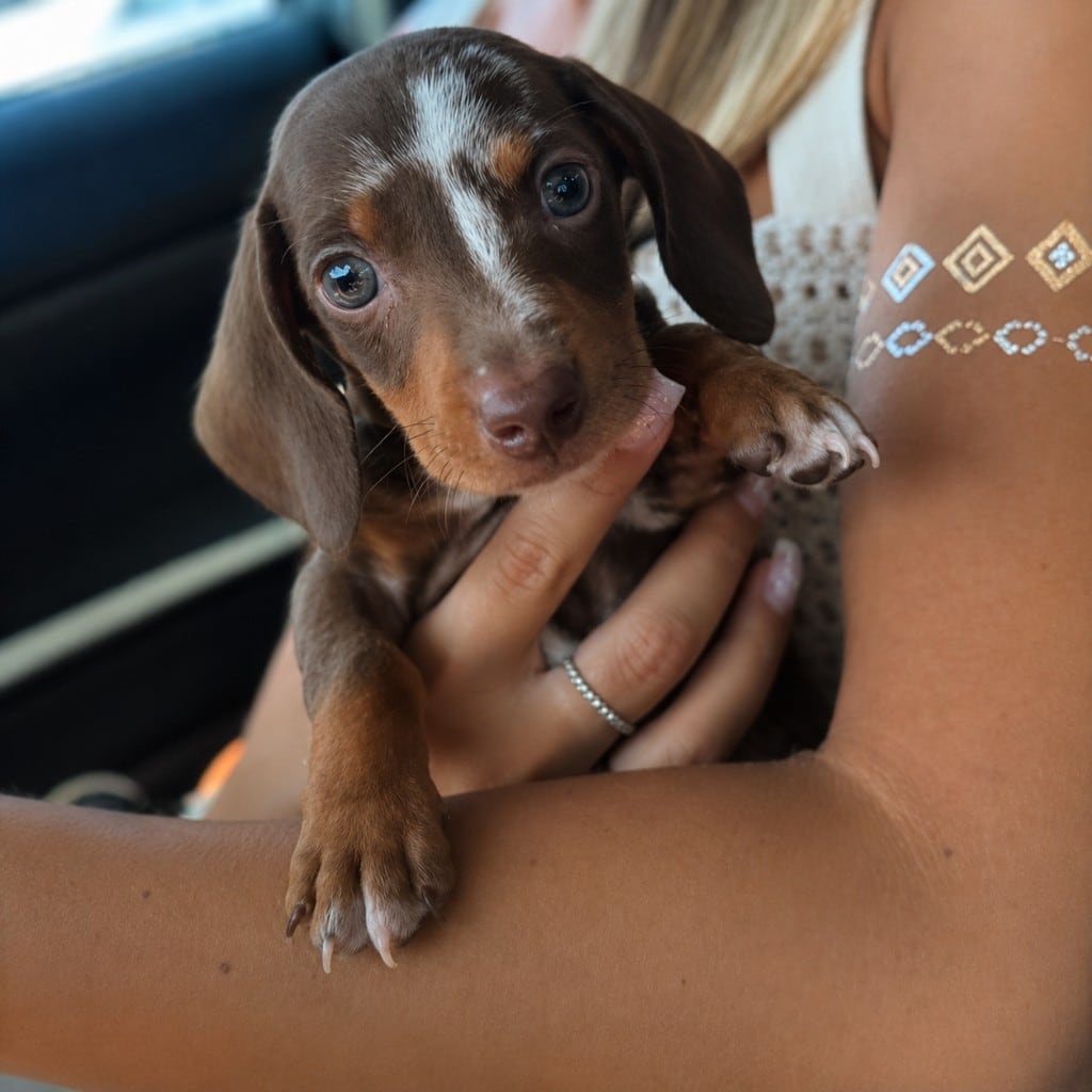 Cucciolo Bassotto