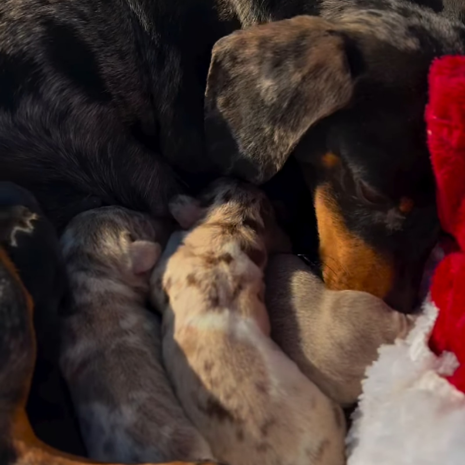 Mamma Bassotto con i cuccioli