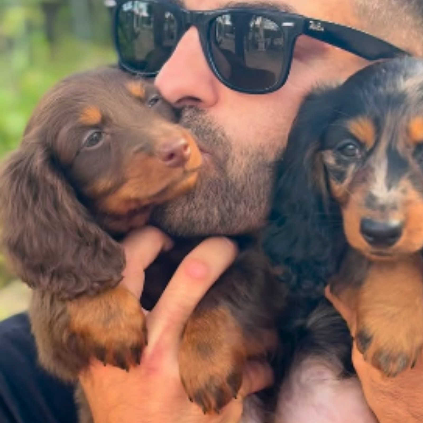 Cuccioli Bassotto in braccio