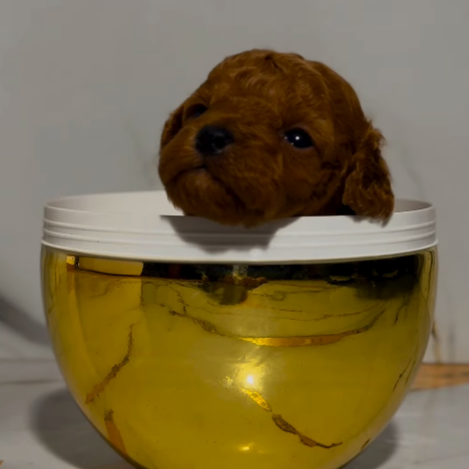 Cucciolo Barboncino nella coppa oro