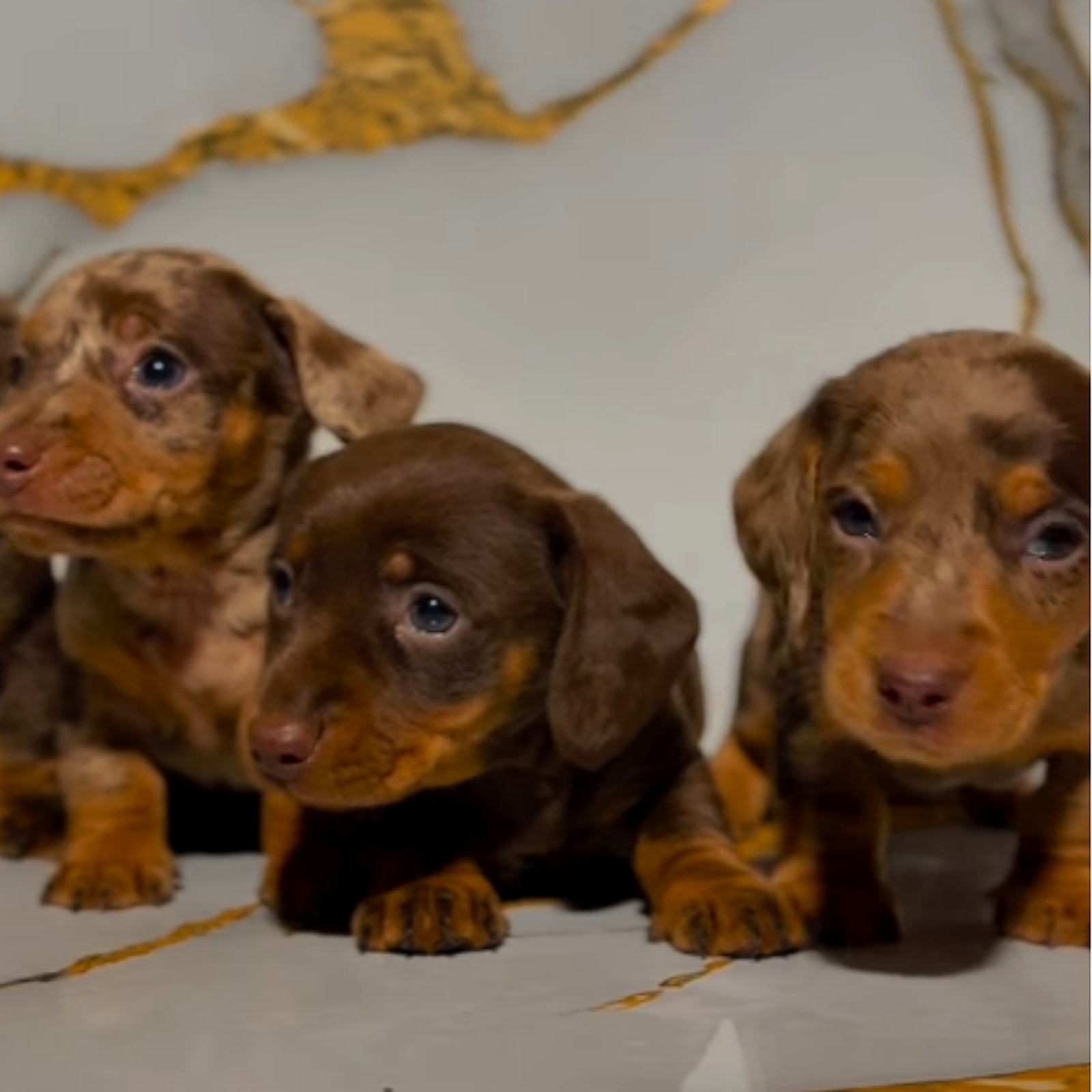 Tre cuccioli Bassotto