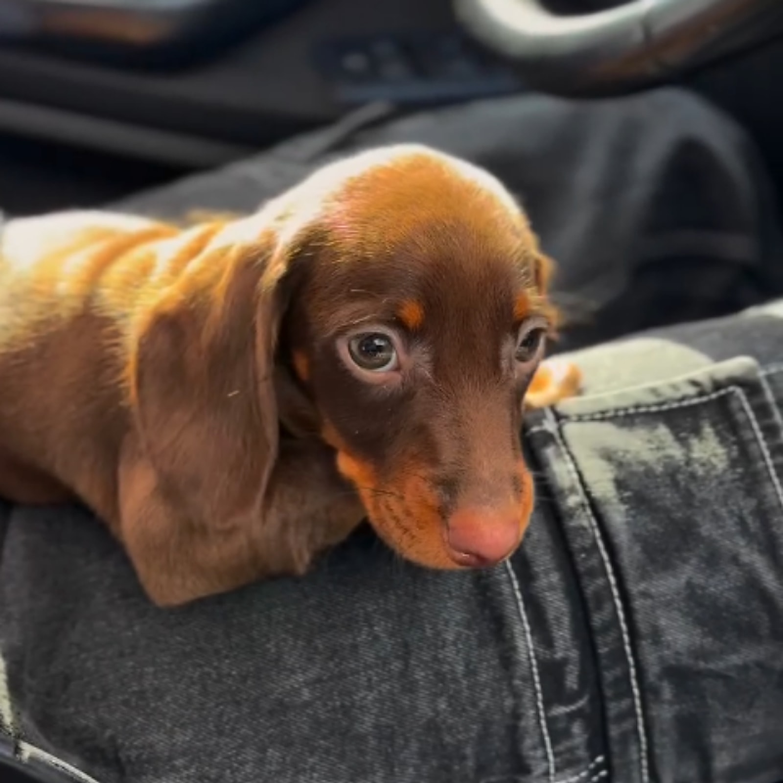 Cucciolo Bassotto
