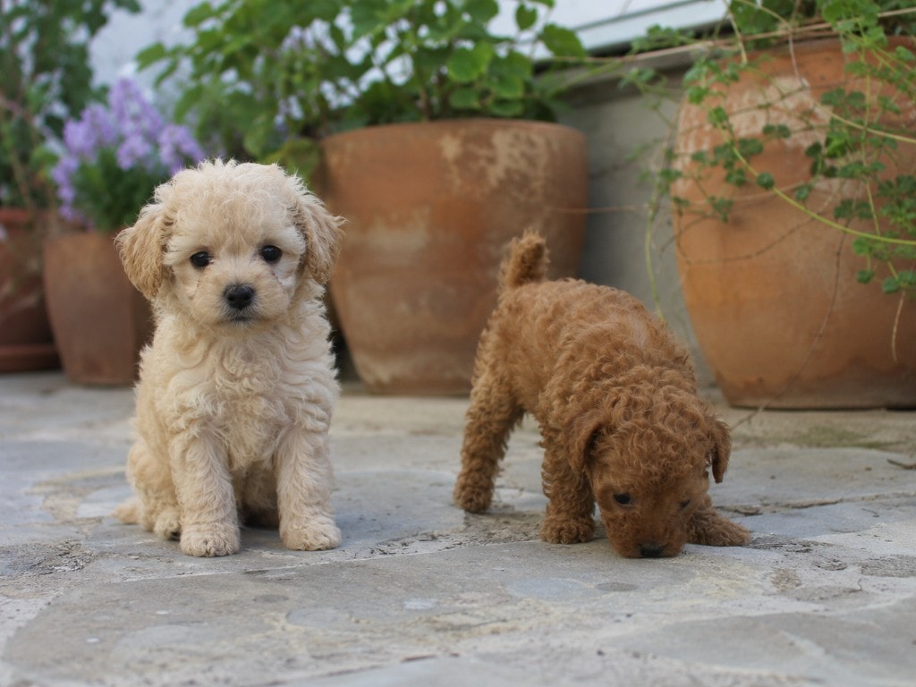 Due cuccioli di Barboncino in giardino