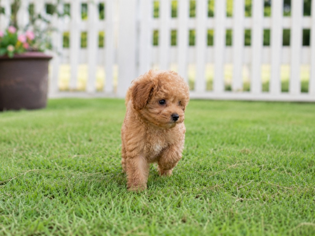 Cucciolo di Barboncino sul prato