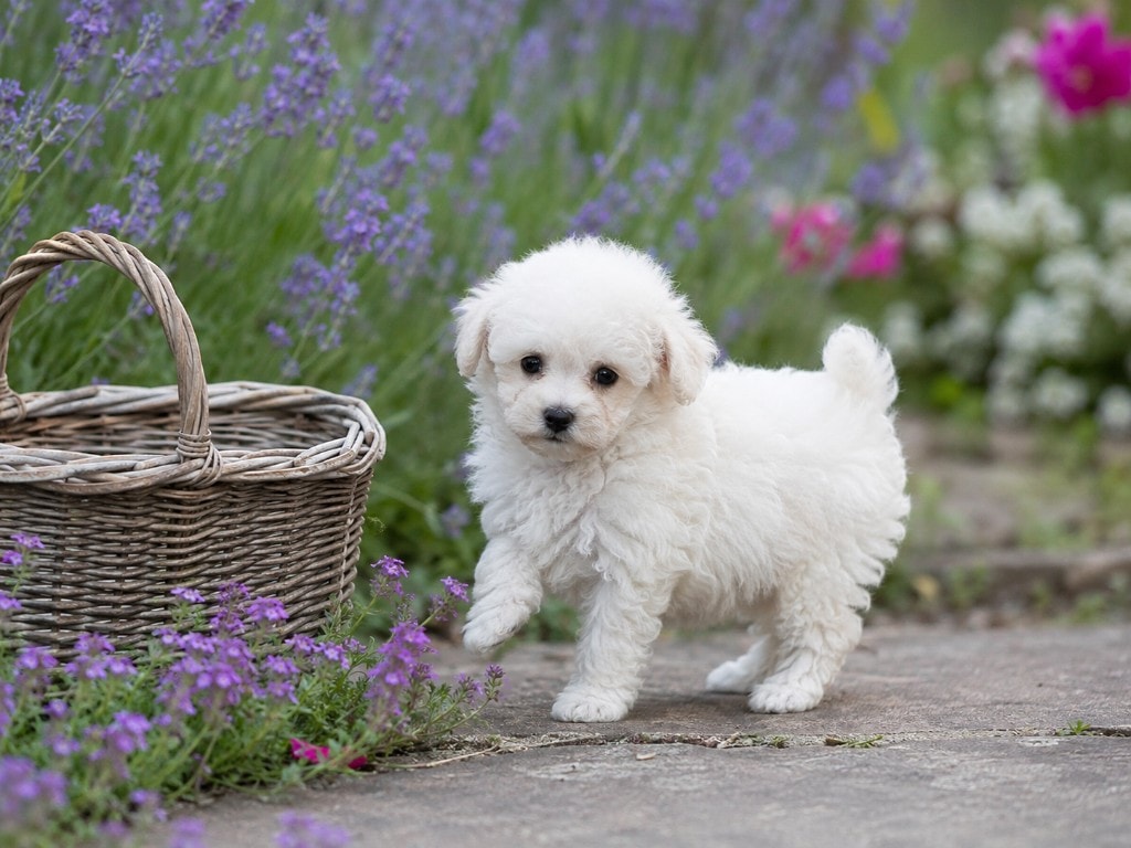 Cucciolo di Barboncino bianco in giardino