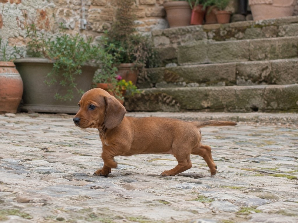 Cucciolo di Bassotto sul selciato