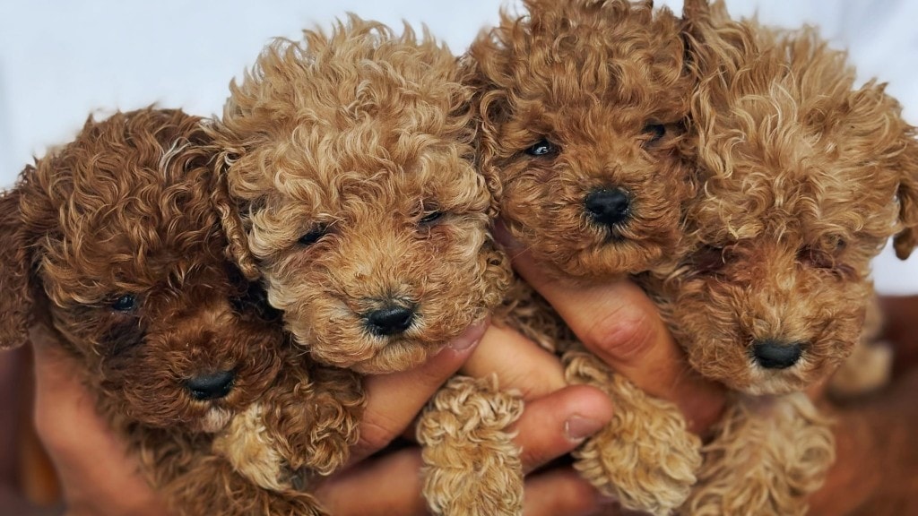 Cuccioli Hysabel Luxury in braccio