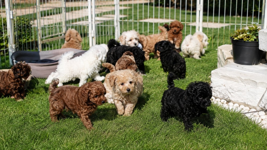 Cuccioli di Barboncino e Bassotto Hysabel Luxury, allevamento a Barletta